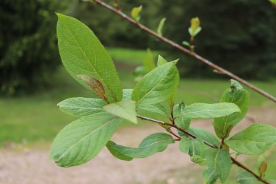 Populus koreana - topol korejský - listy